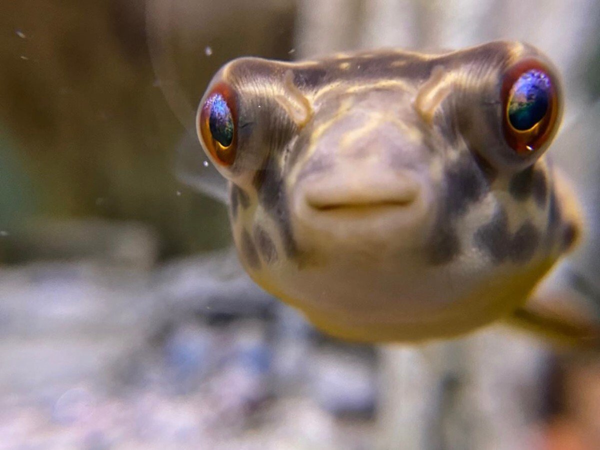 Морской черт глубоководный удильщик