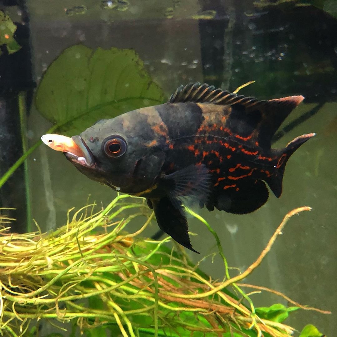 Аквариумная рыба Дьябло