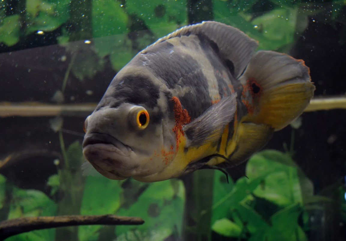 Глазчатый Астронотус