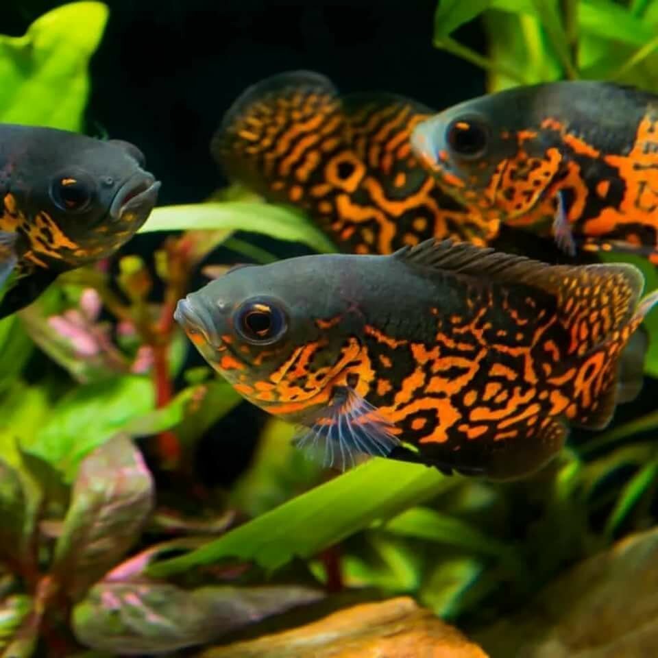 Астронотус Оскар мальки