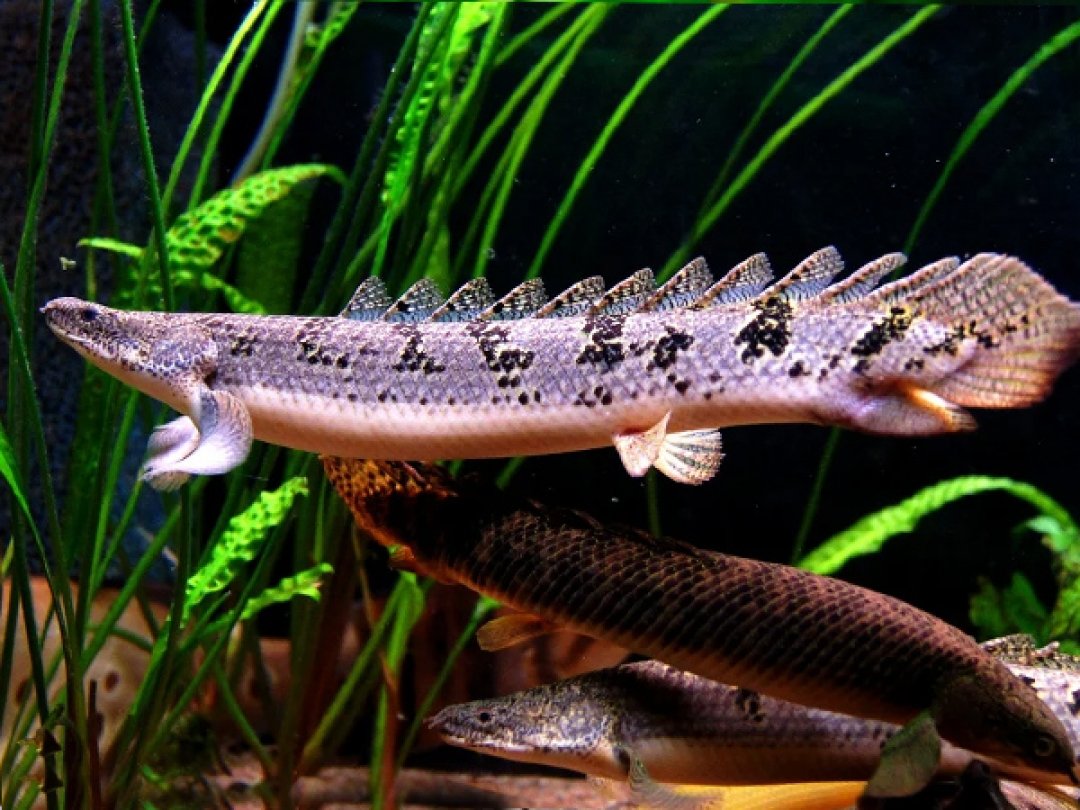 Картина астронотусы