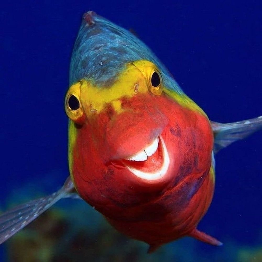 Аквариумные рыбки малавийские цихлиды