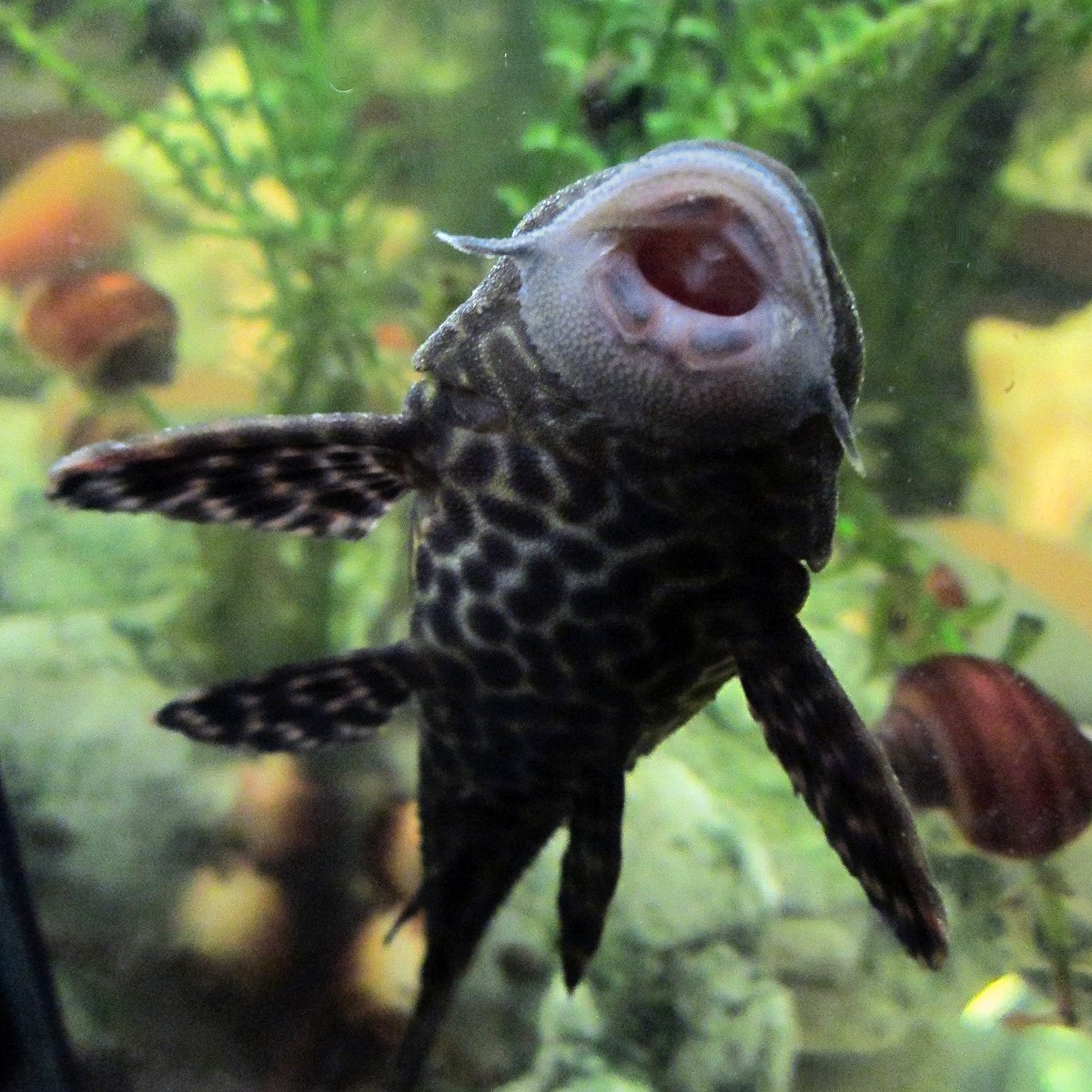 Рыбка попугай морская