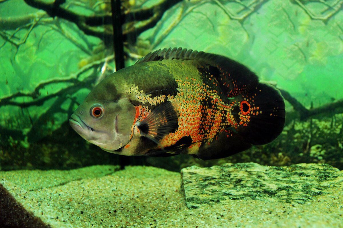 Рыба аквариумная Астронотус