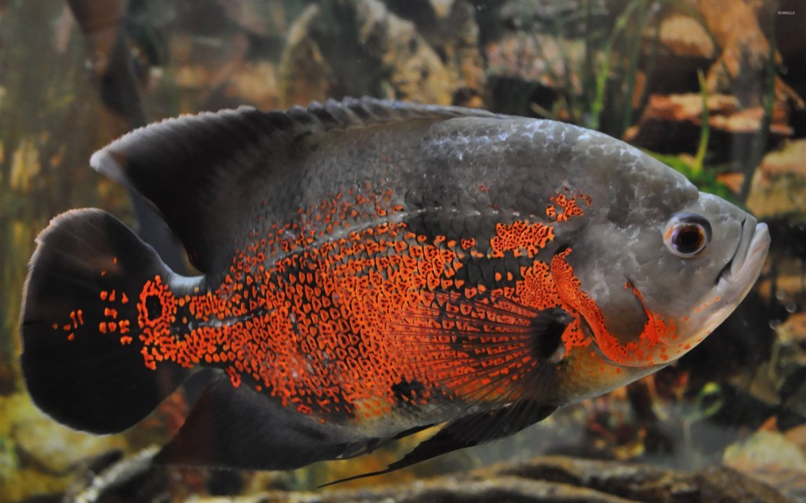 Аравана рыба аквариумная