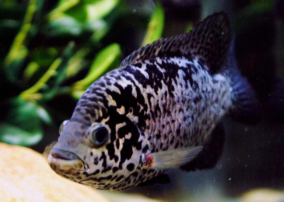 Астронотус Ореховый