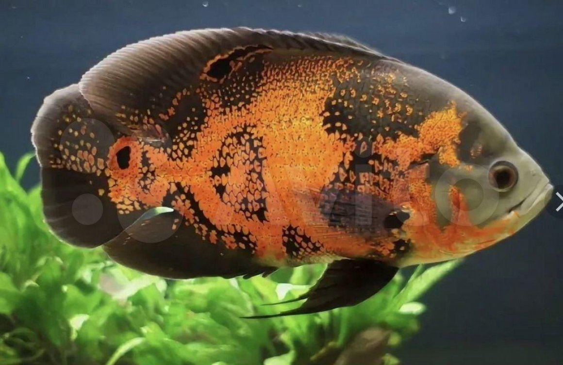 Рыбки для детей