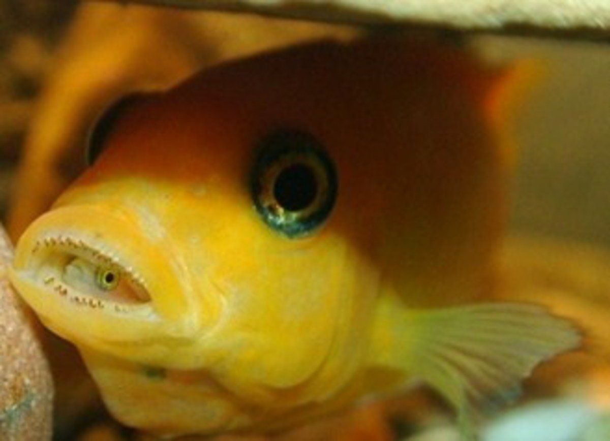 Аквариум хищники