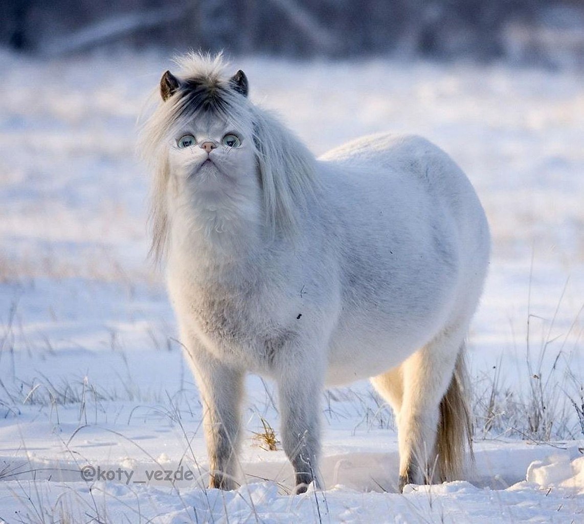 Саха Ата Якутская лошадь