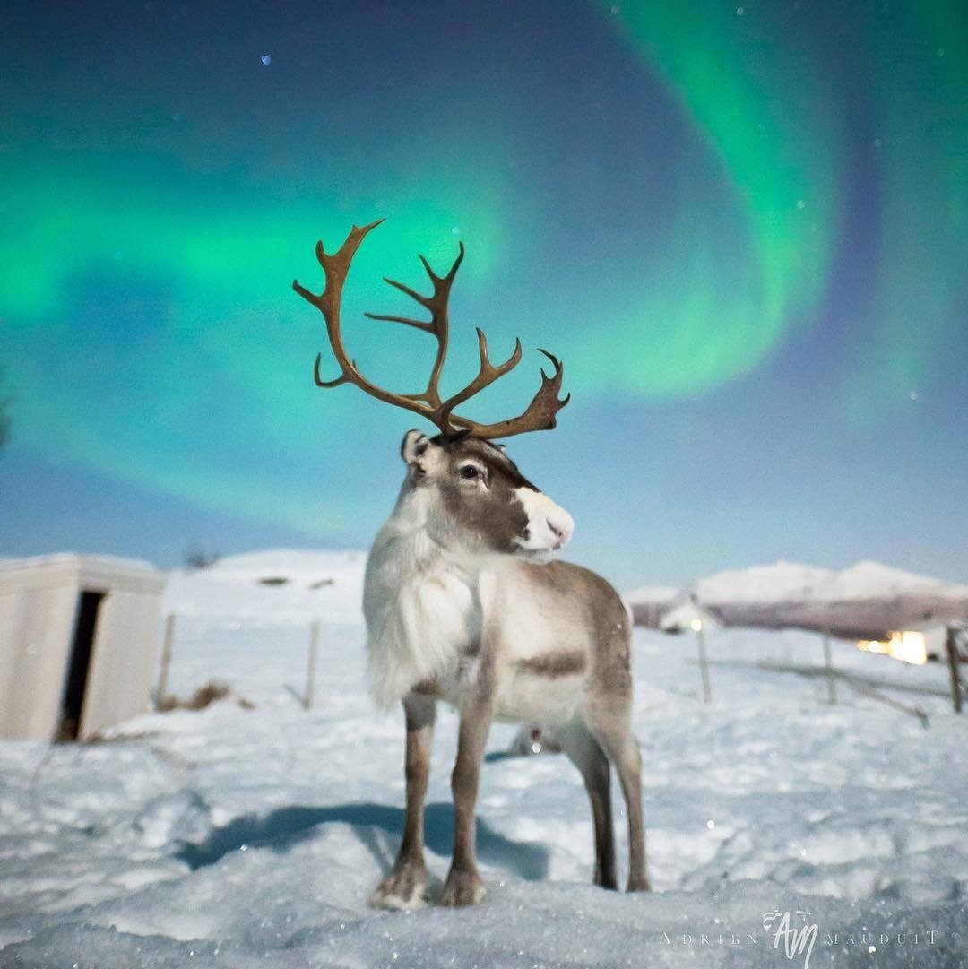 Олениха Северного оленя
