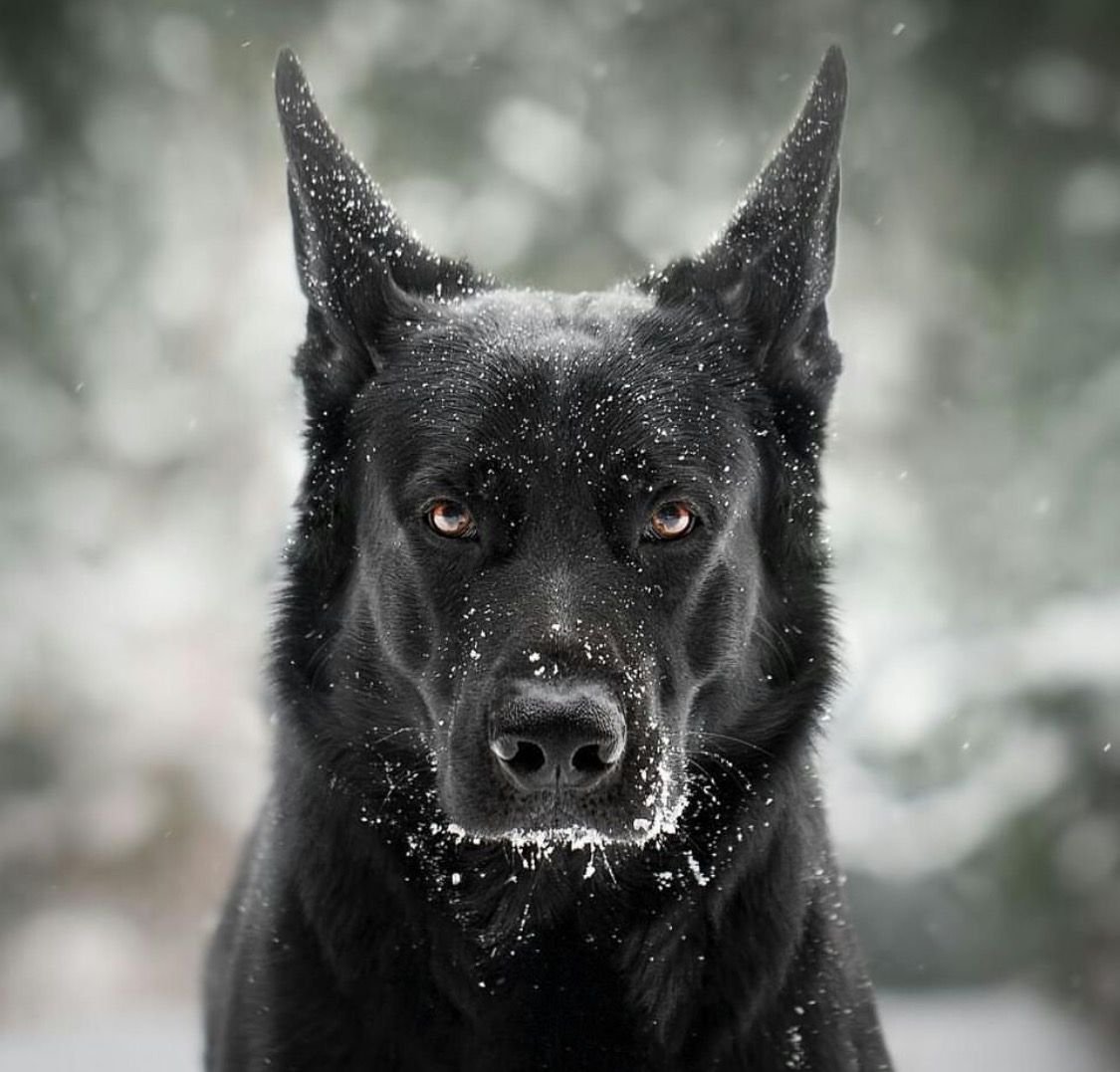Чёрная немецкая овчарка Эстетика