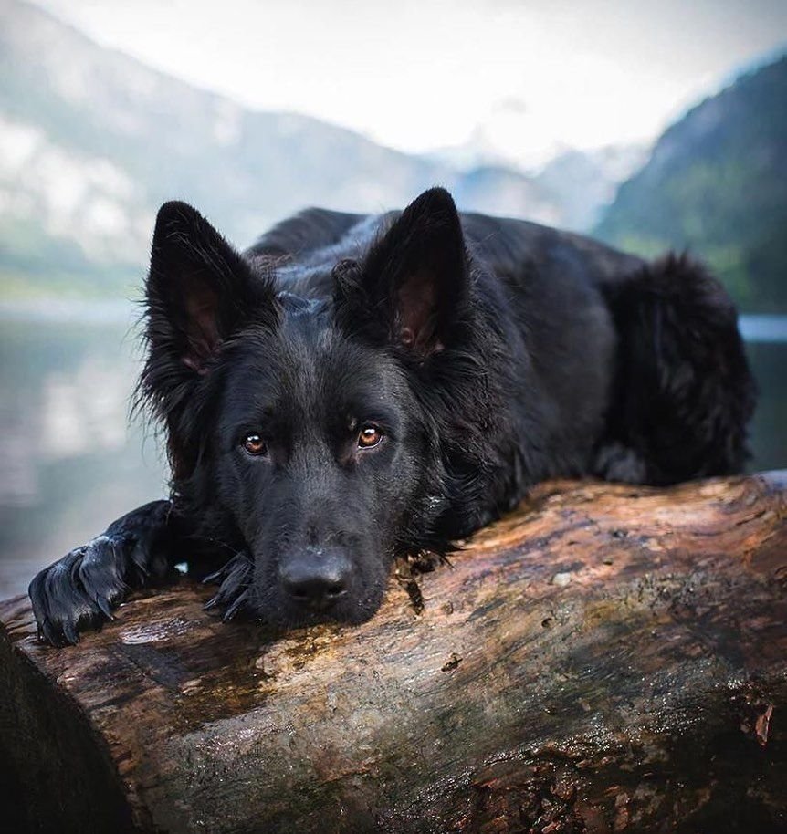 Чёрная немецкая овчарка Эстетика