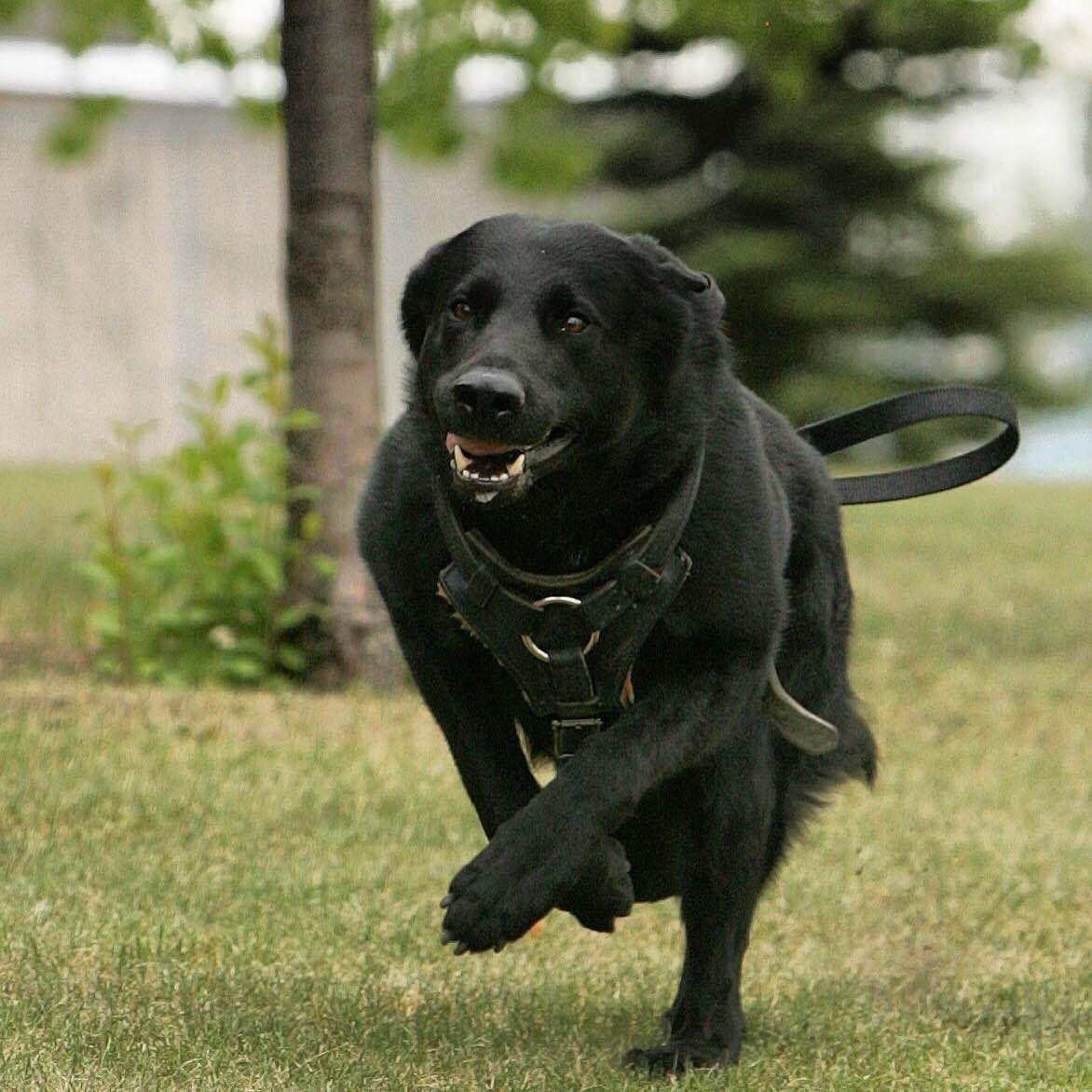 Большие черные собаки