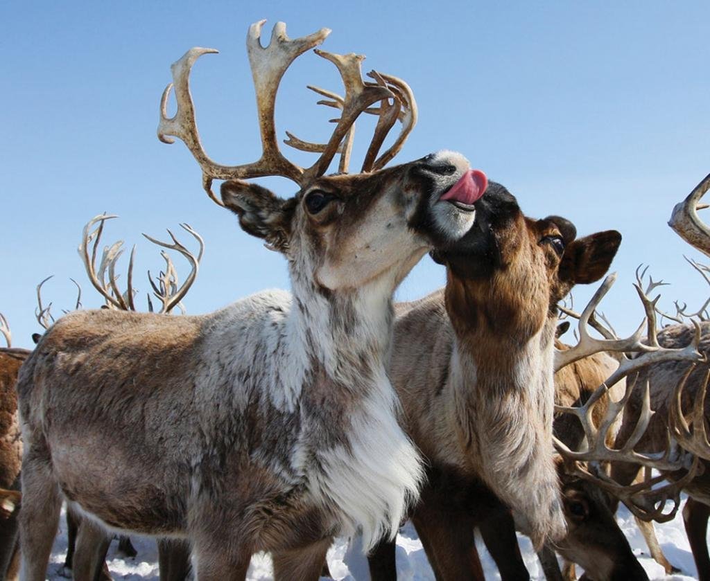 Оленеводство в тундре России