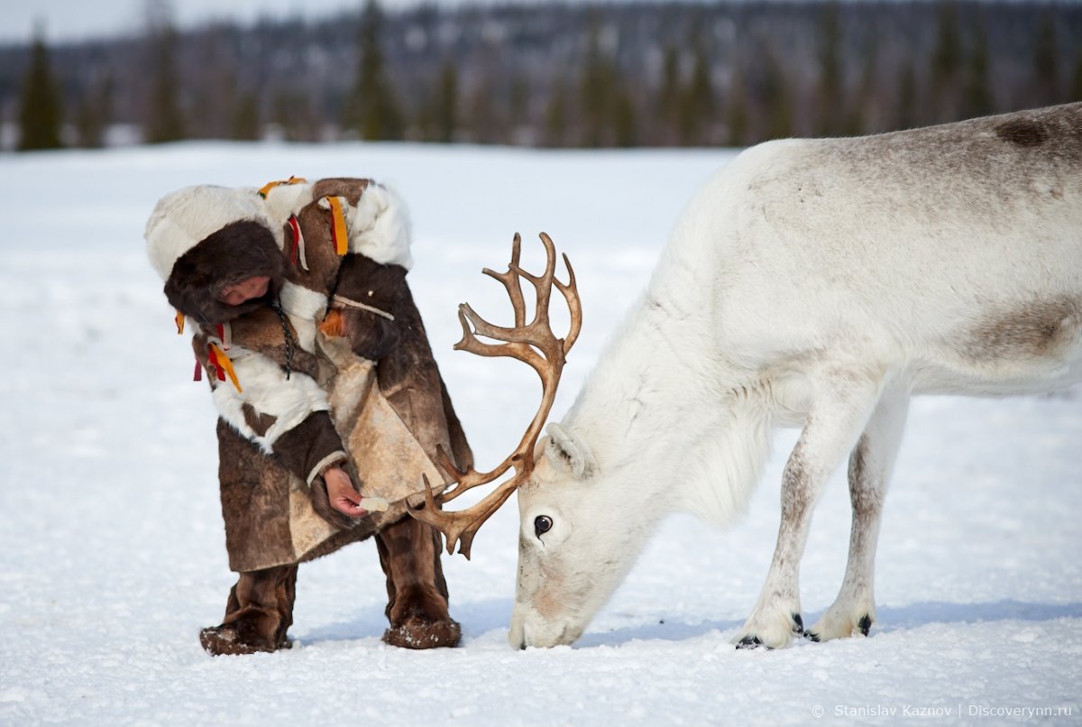 Оленеводство в тундре Северные олени