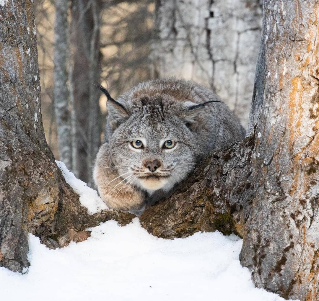 Канадская Рысь с рысенком