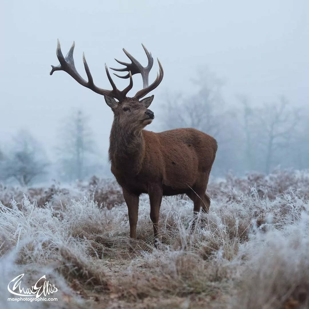 Благородный олень Якутии
