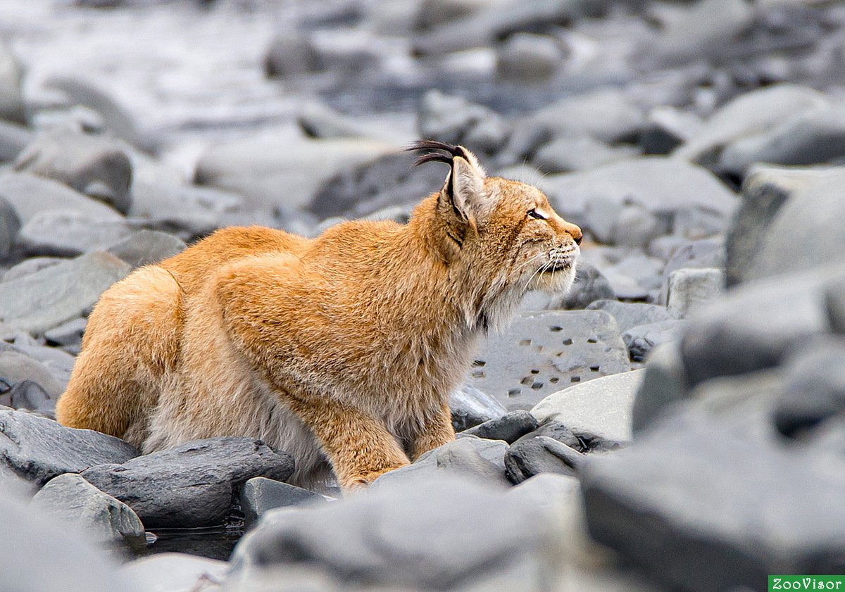 Животные Республики Саха Якутия
