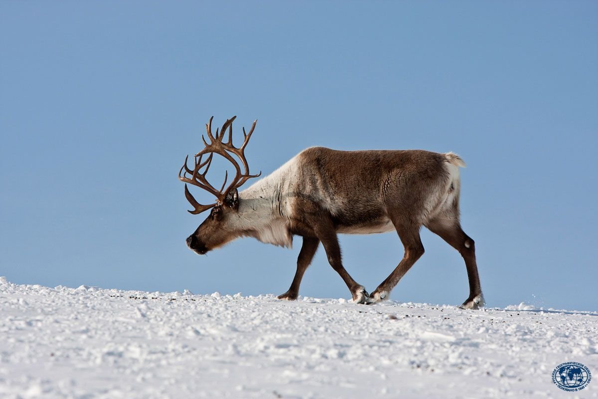 Северный олень Мурманской области