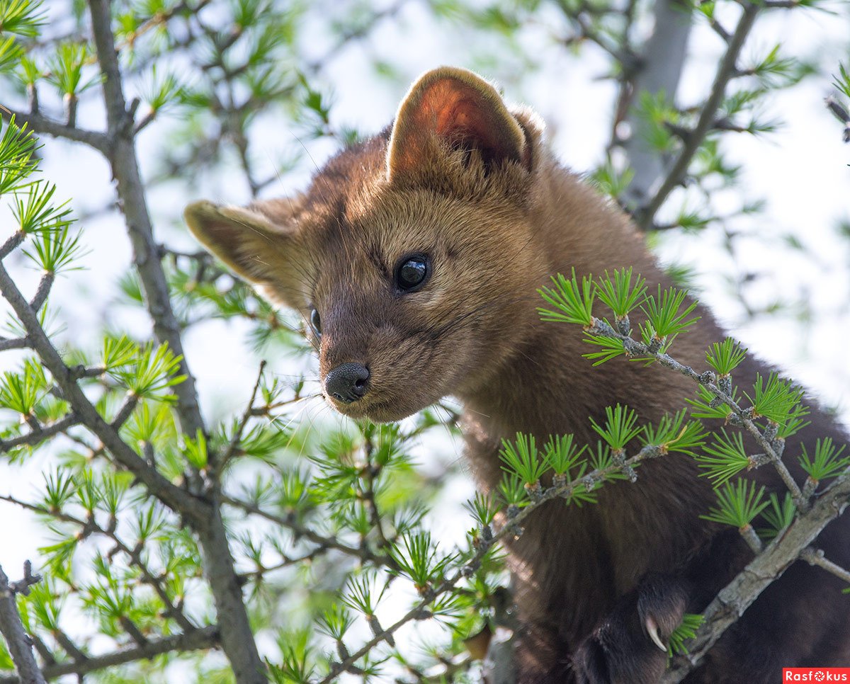 Соболь Бадди