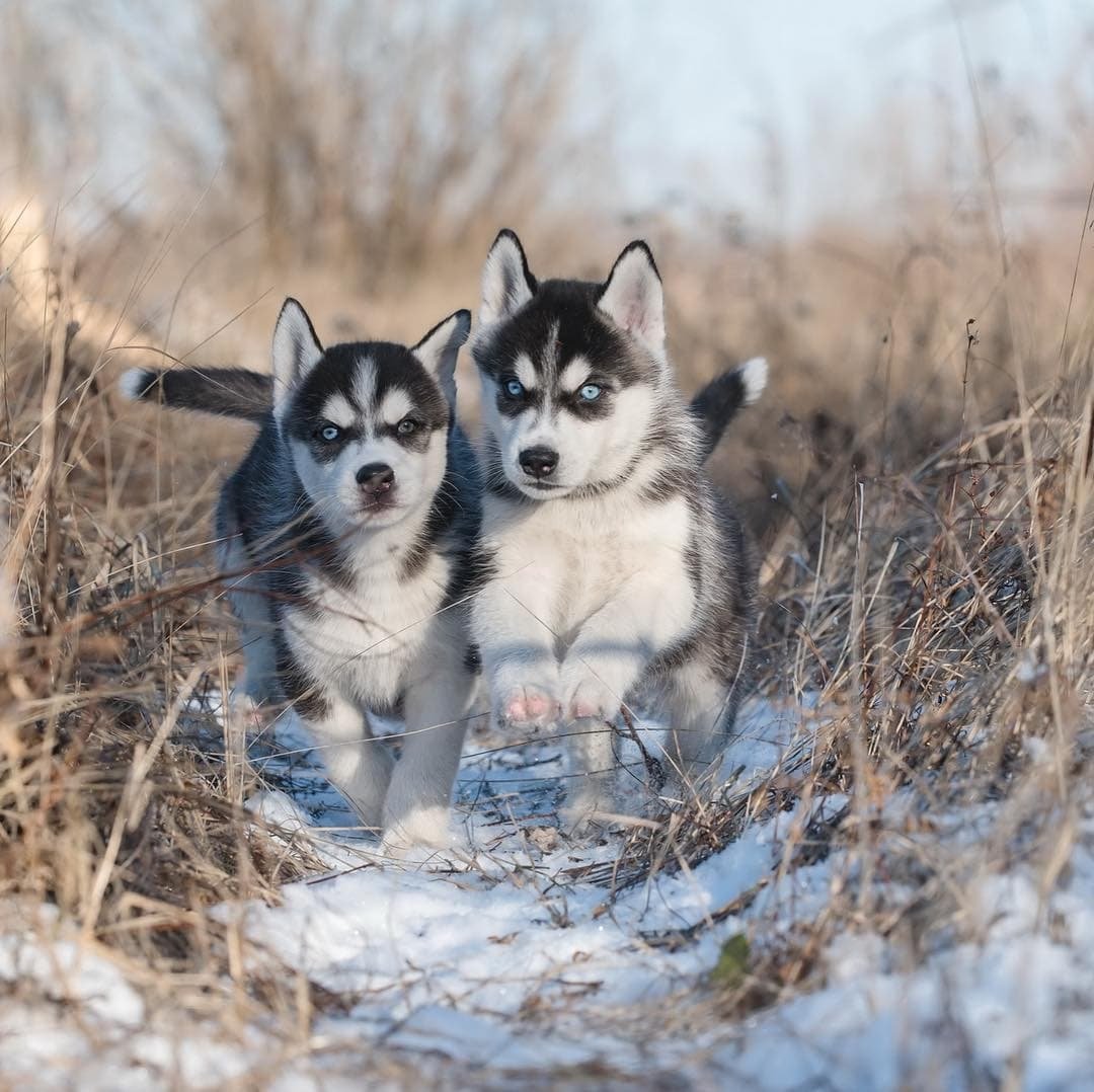 Живая природа Якутии