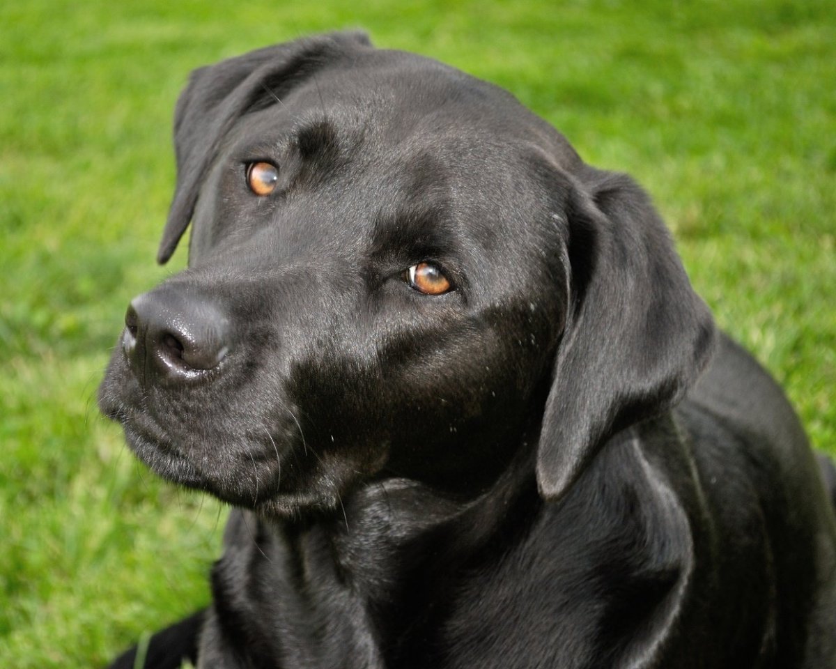 Американский лабрадор черный
