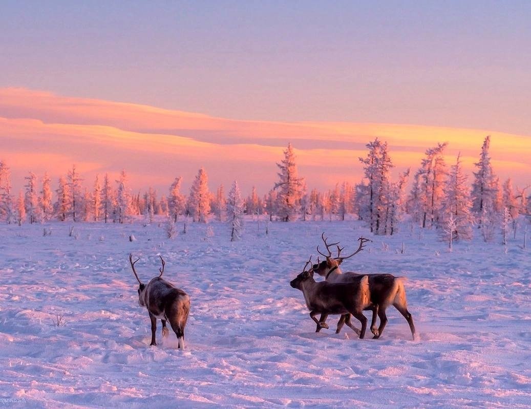 Ямало-Ненецкий автономный округ тундра