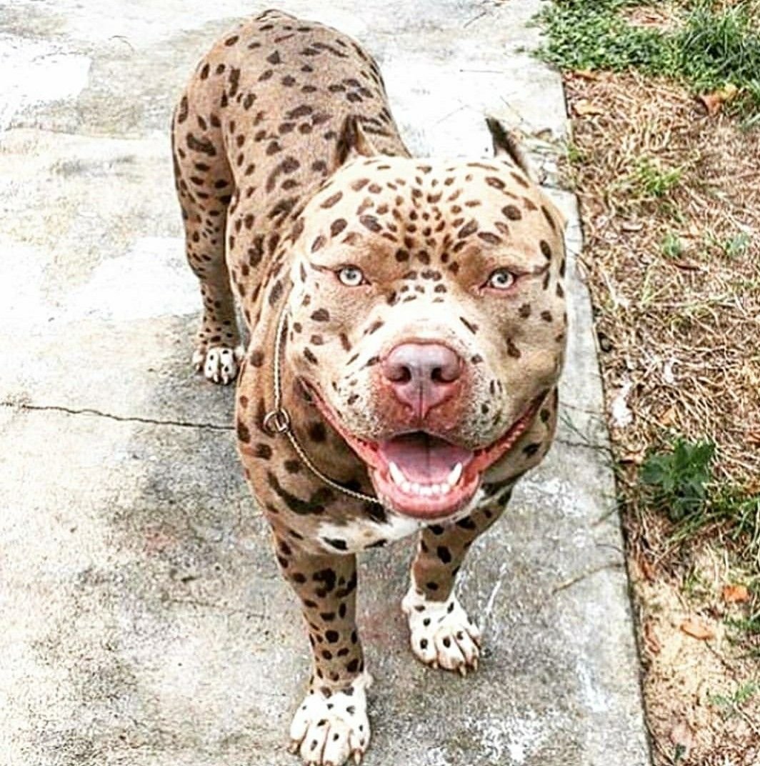 Порода собак Далматин