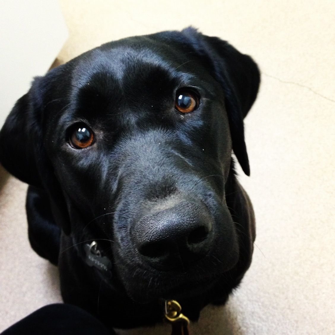 Лабрадор черный гладкошерстный