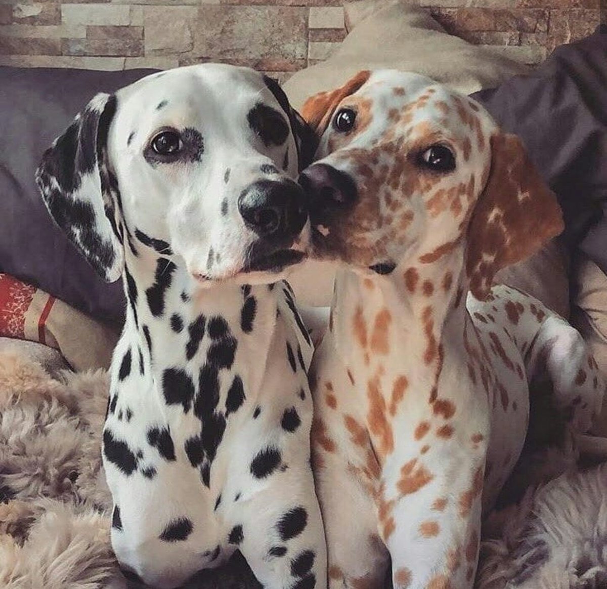 Аппалуза и далматинец