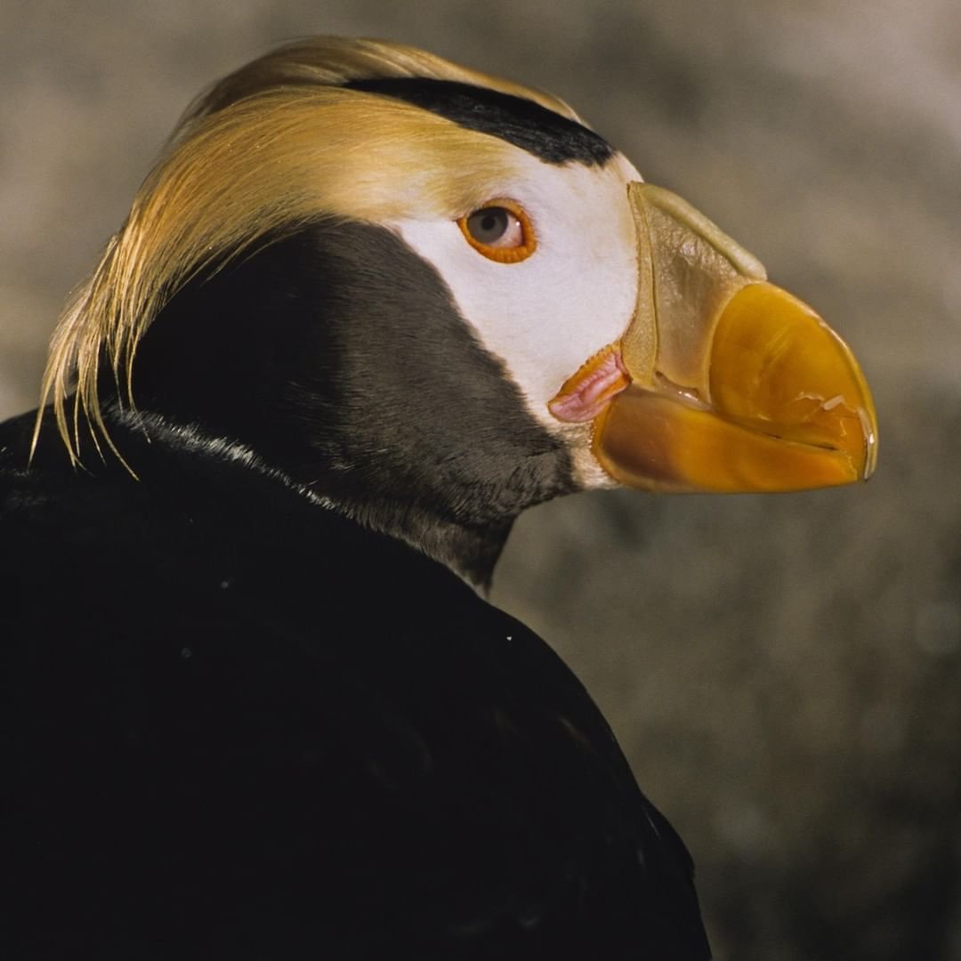 Тупик с желтым клювом