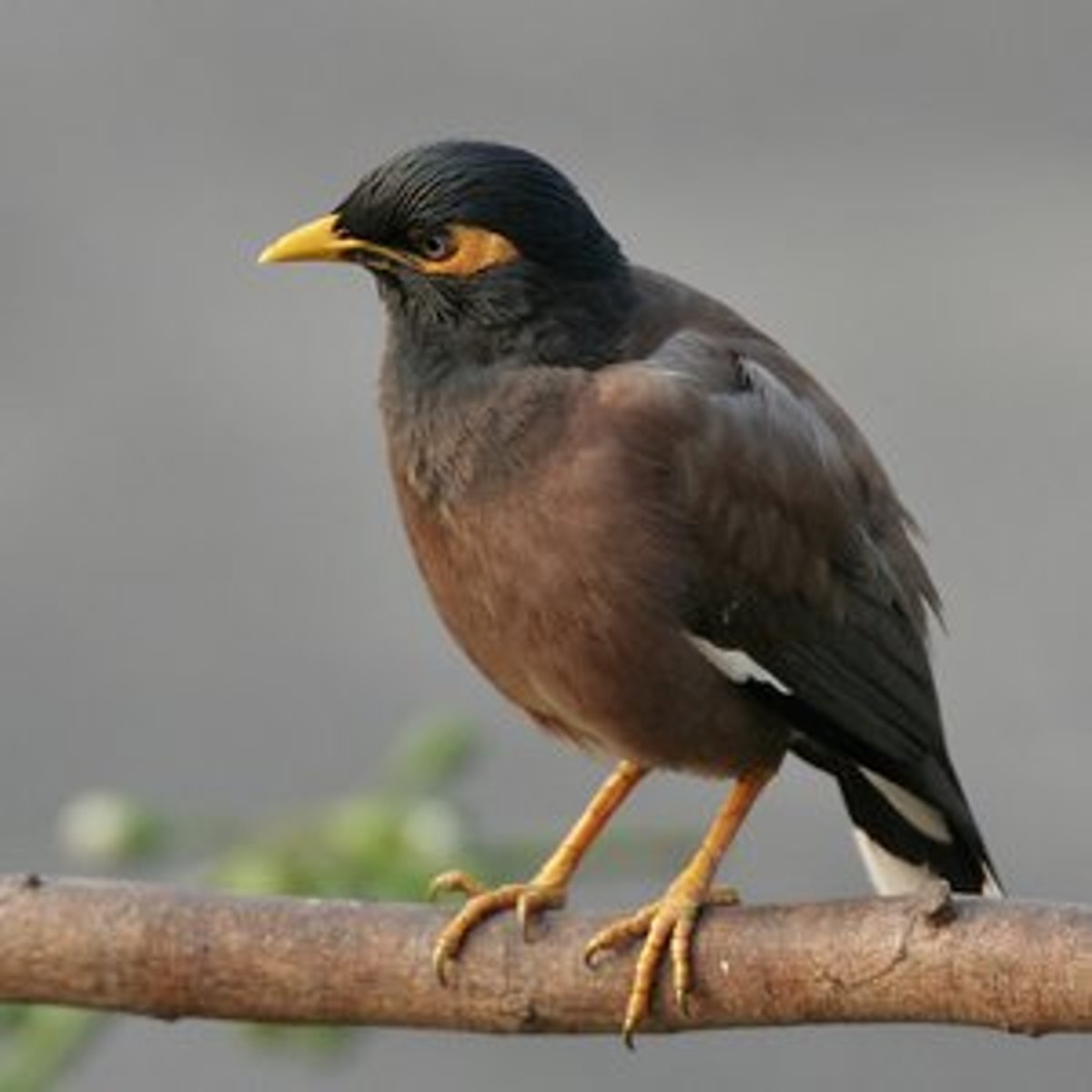Майна обыкновенная (common Myna).