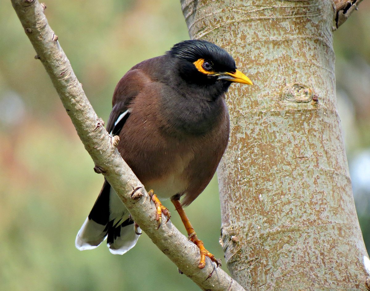 Бурый скворец