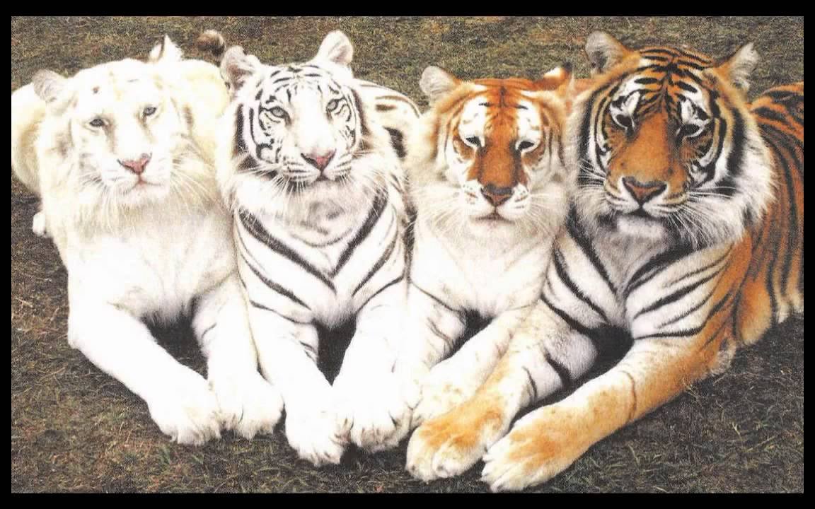 Тигр альбинос