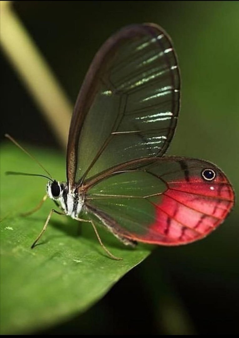 Ацетозея самая маленькая бабочка