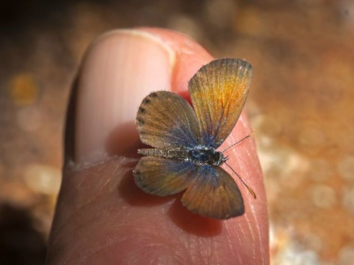 Ацетозея бабочка