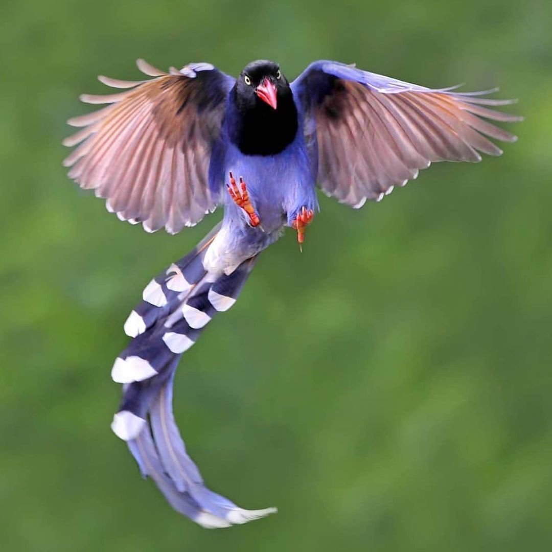 Тайваньская толстоклювая Лазоревая сорока