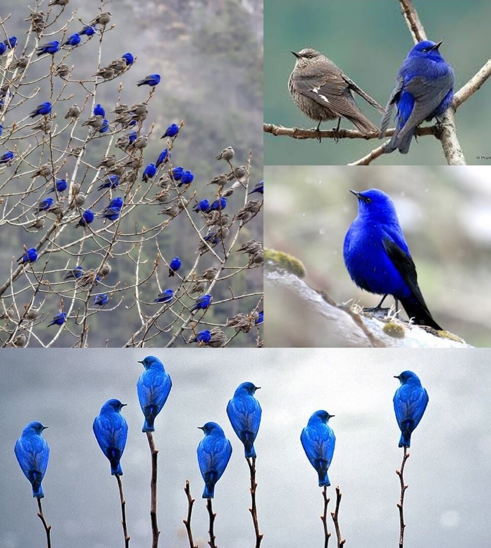 Грандала Лазоревая