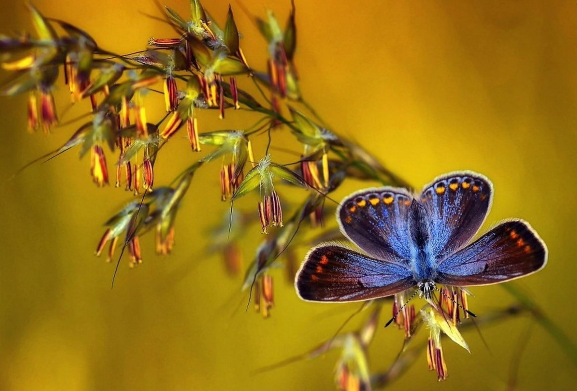 Бабочка голубянка Давида