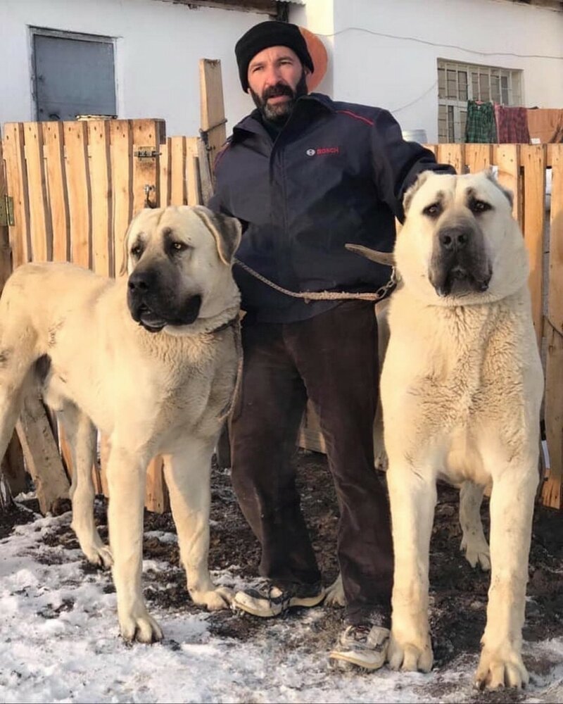 Турецкий алабай кангал