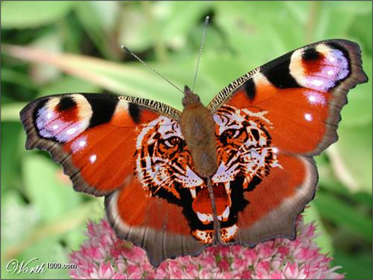 Бабочка Кардинал