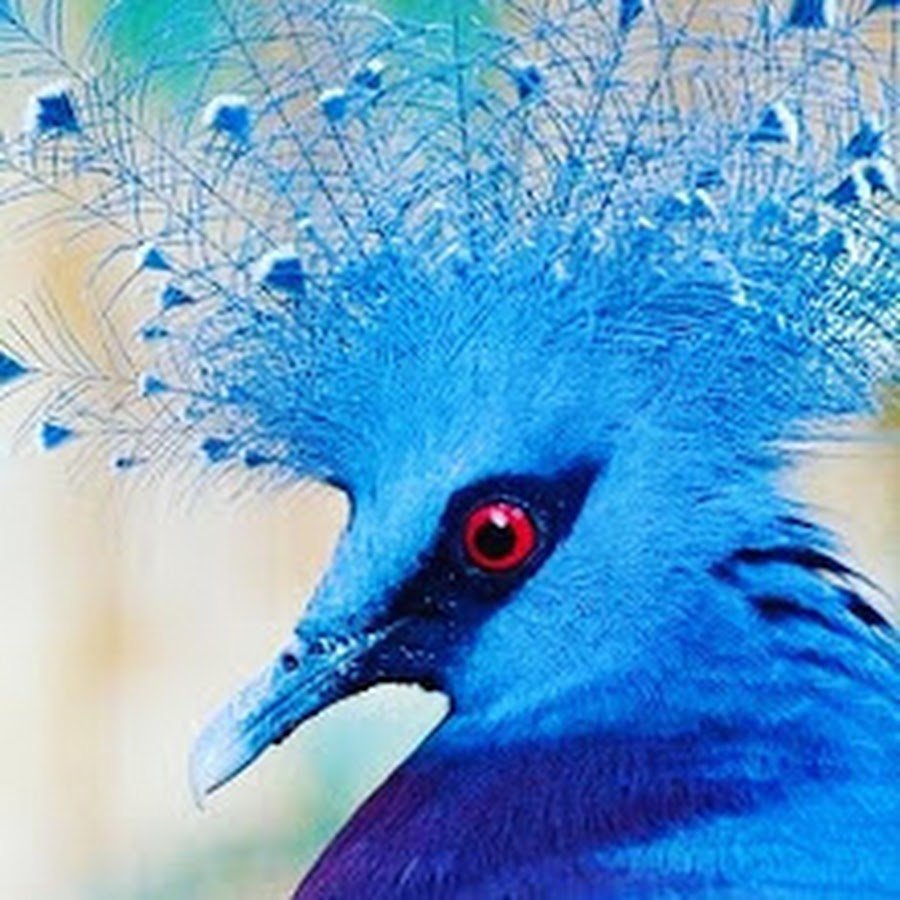 Венценосный голубь