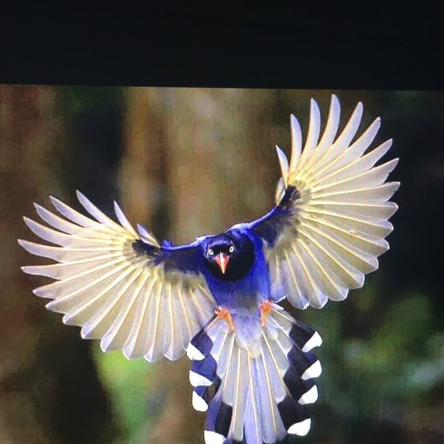 Толстоклювая Лазоревая сорока