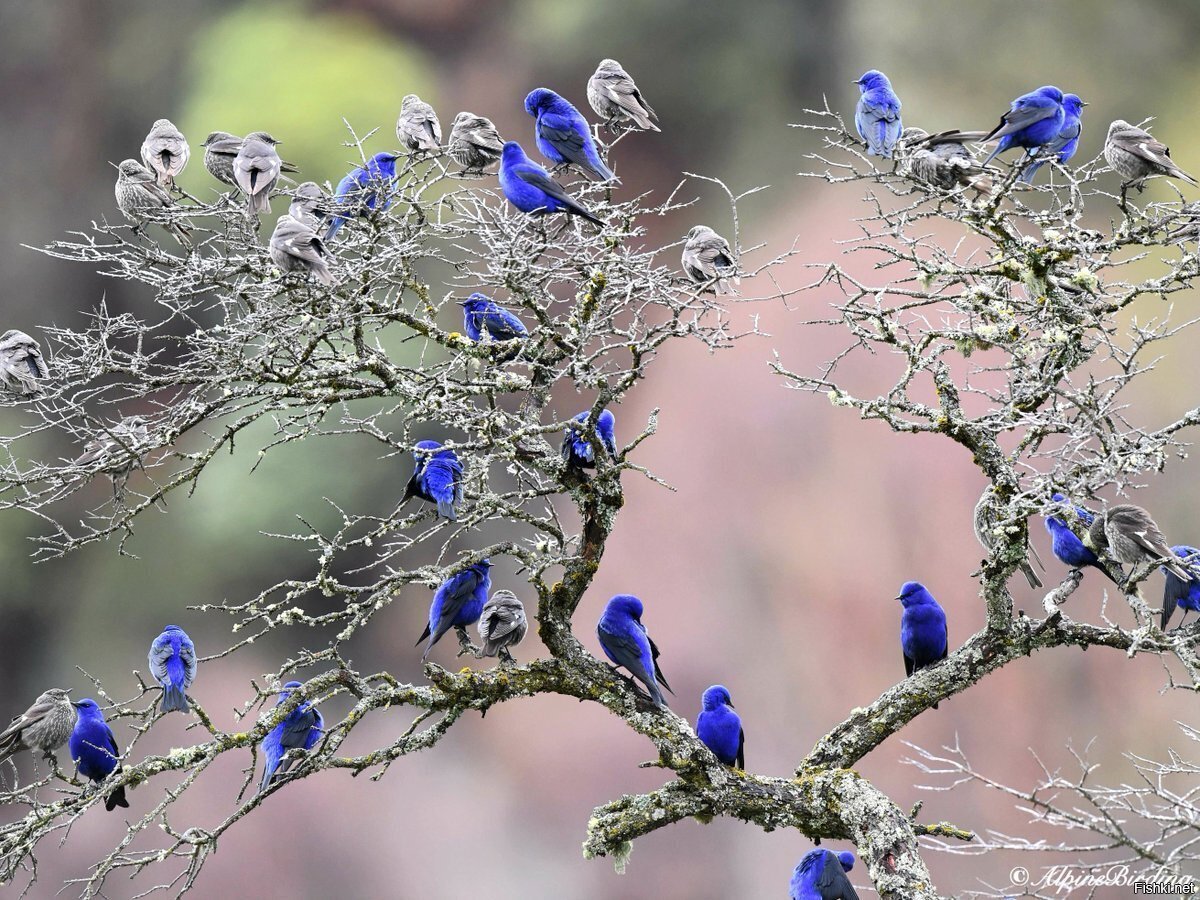 Синяя птица голубая Грандала