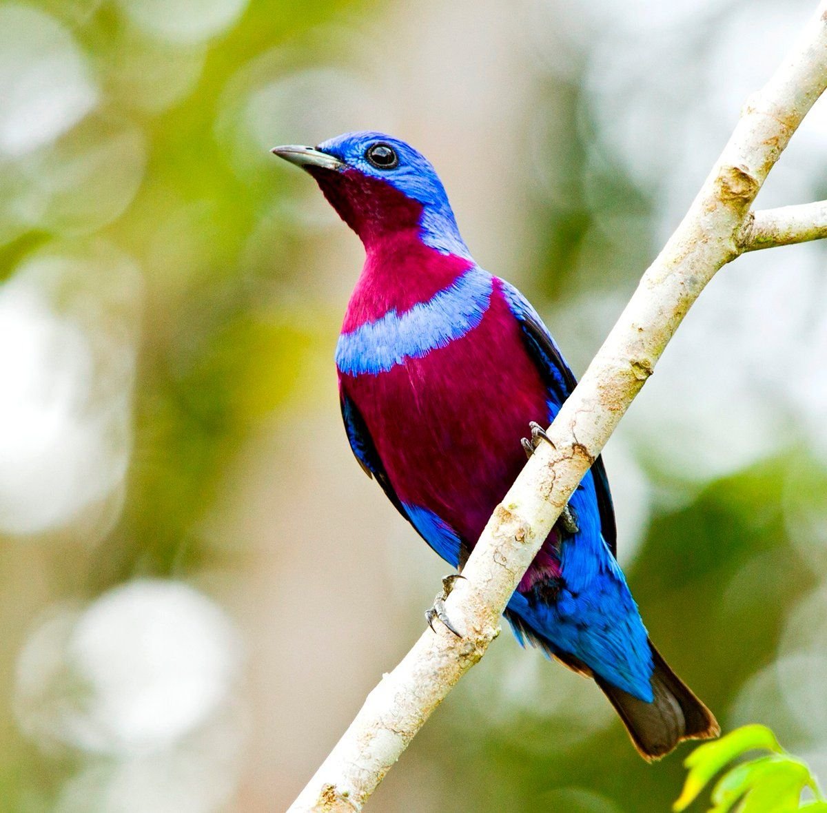 Ошейниковая настоящая котинга