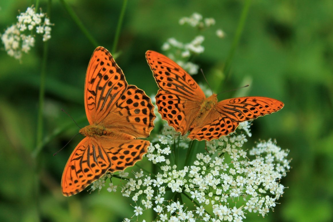 Пара бабочек