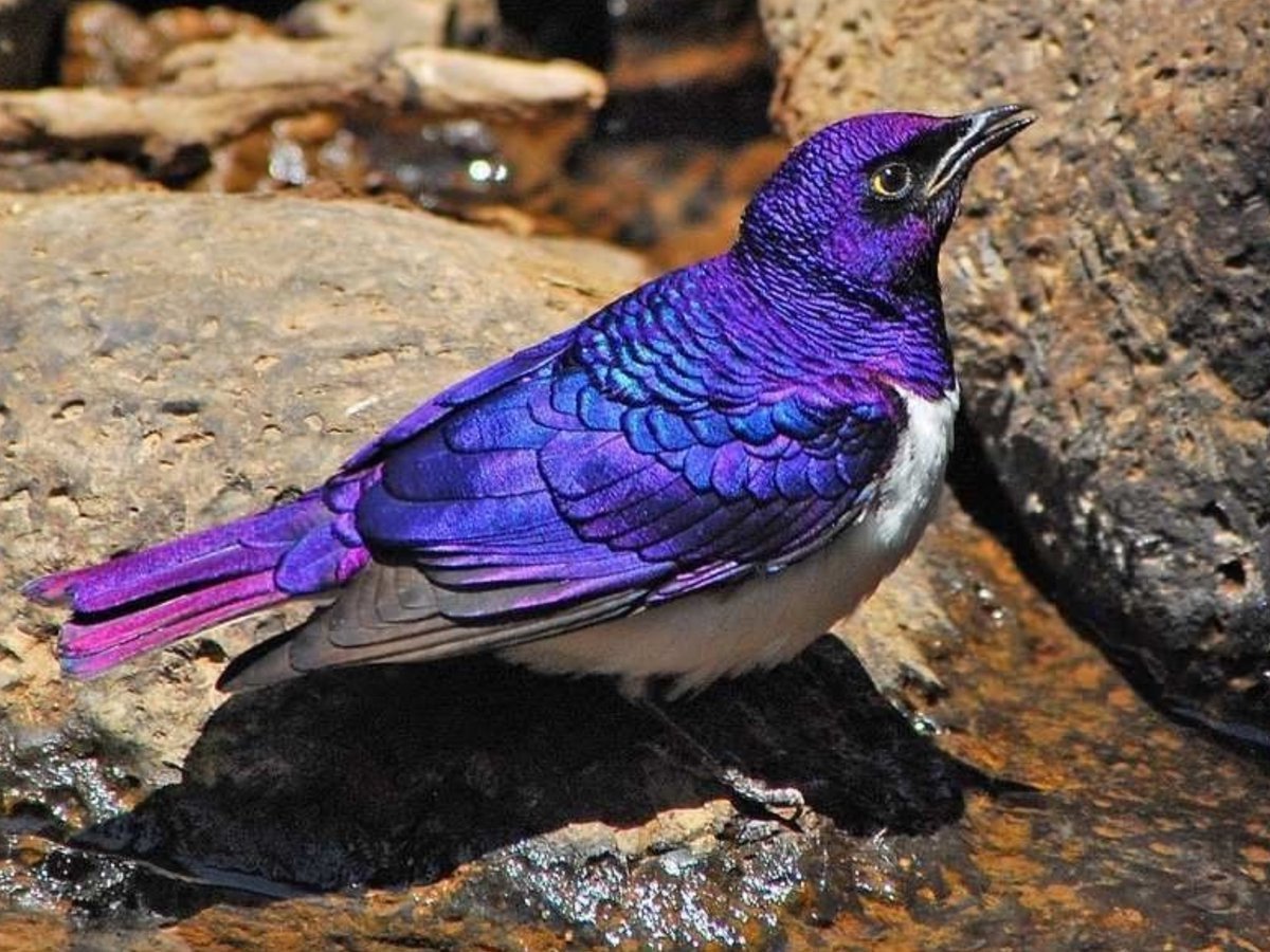 Аметистовый короткохвостый скворец