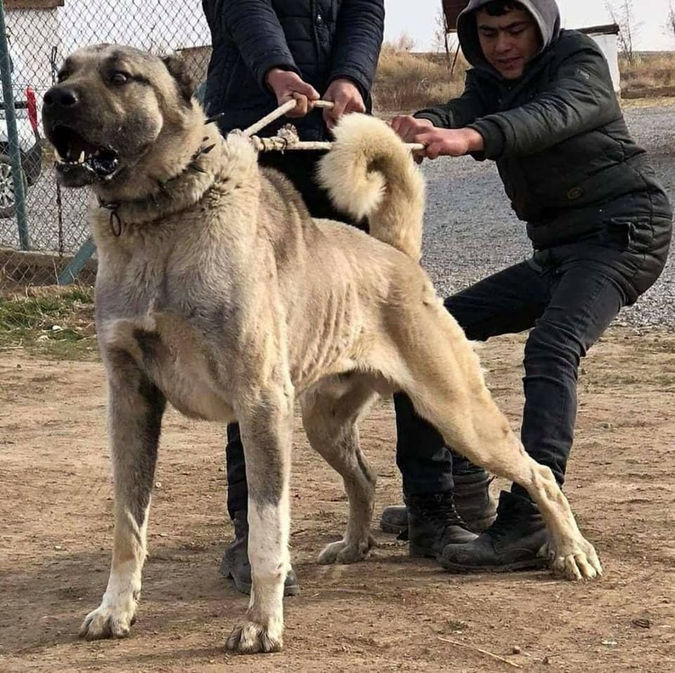 Турецкий алабай кангал