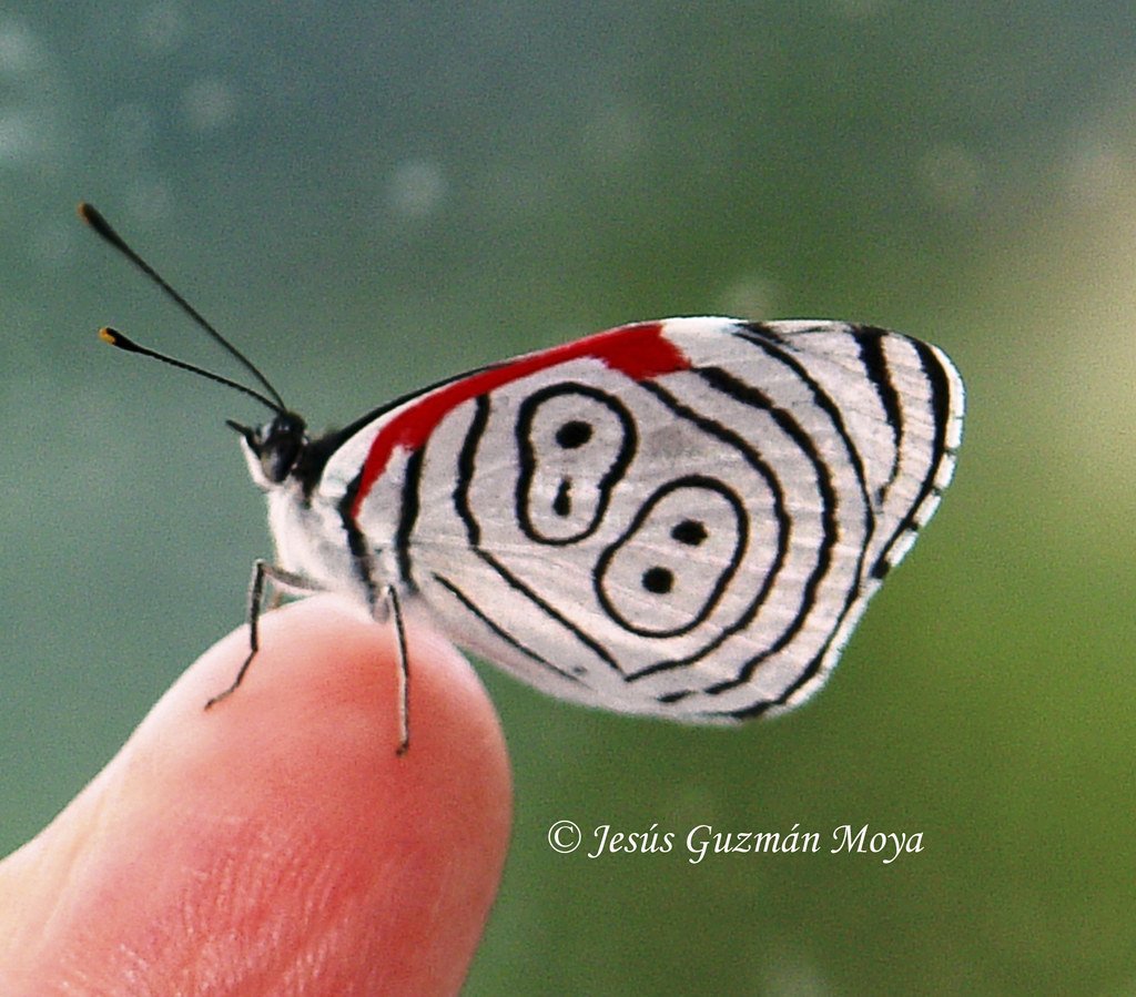 Самая красивая маленькая бабочка