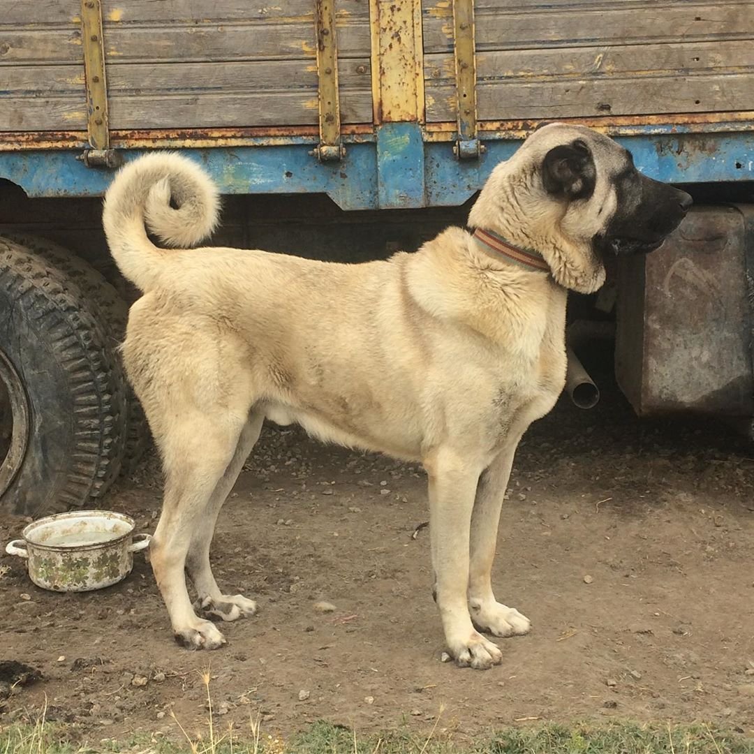 Турецкий кангал собака